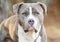 Large male brindle American Pitbull Terrier dog
