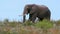 Large male bull african elephant eats on top of a hill