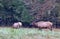 Large male bull elk approached a female during the fall rut