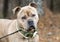 Large male Bulldog Pitbull Presa Canario Mastiff mix breed dog with collar