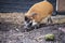 Large male bush pigs looking for edible roots going into the ground.