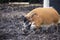 Large male bush pigs looking for edible roots going into the ground.