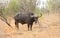 Large male cape buffalo in Kruger National Park