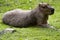 large male Capybara, Hydrochoerus hydrochaeris, is lying on the lawn resting