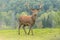 A large male deer in a forest