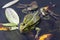 large male Edible frog, Pelophylax esculentus, swims in a tangle of aquatic plants