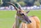 Large male eland antelope