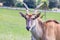 Large male eland antelope