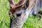 Large male eland antelope