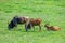 Large male eland antelopes