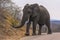 Large male elephant with ivory tusks in tack, Kruger National Pa