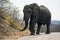 Large male elephant Loxodonta africana with ivory tusks in tack,