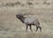 Large male elk bugling, Rocky Mountain National Park