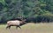 Large male elk during bugling season at Cataloochee in the Smoky Mountains of North Carolina