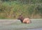 Large male elk, with impressive antlers, laying peacefully in a grassy meadow