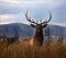 Large Male Elk Large Rack Horns Montana