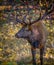 Large male elk walking in fall colors of the forest