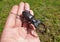 Large male European stag beetle insect in hand