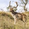 A large male fallow deer in rut watches over his pack on top of a hill in the Amsterdamse Waterleidingduinen park
