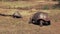 A large male giant tortoise pursues a female on isla santa cruz in the galapagos