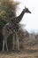 Large male giraffe standing on the edge of a bush in a scorched