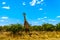 Large male giraffe under blue sky in Kruger Park