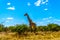 Large male giraffe under blue sky in Kruger Park