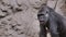 A large male gorilla chews something, sitting against a background of rocks