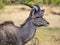 Large male greater kudu antelope with large horns portrait in savannah scenery, Moremi NP, Botswana