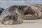 Large male grey seal from the Horsey colony Norfolk UK