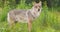 Large male grey wolf looking for enemies in heavy rain