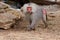 Large male hamadryas baboon walking in zoo