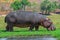 A large male hippo grazes on the banks of the Chobe River in Botswana.