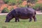 A large male hippo grazes on the banks of the Chobe River in Botswana.