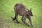 A large male Kangaroo Island kangaroo