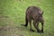 A large male Kangaroo Island kangaroo