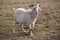 Large male Kiko goat roaming the ranch