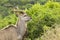 Large male Kudu standing chewing green succulent foilage
