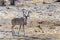 Large male kudu waterhole in Etosha National Park in Namibia