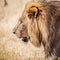 Large male lion on prowl in Africa grasslands