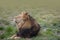 Large male lion with a thick bushy mane around his head sleepy in the sun