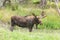 Large male moose feeding and drinking