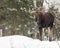 A large male moose in a winter scene