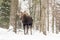 A large male moose in a winter scene