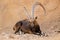 Large male Nubian ibex