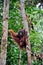 Large male orangutan ape hangs on trees and rope playfully Semenggoh Nature Reserve Sanctuary Kuching Sarawak Malaysia