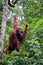 Large male orangutan slides down ropes to eat Semenggoh Nature Reserve park Kuching Sarawak Malaysia