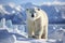 Large male polar bear on Arctic tundra