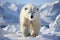 Large male polar bear on Arctic tundra