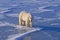 Large male polar bear in Canadian Arctic